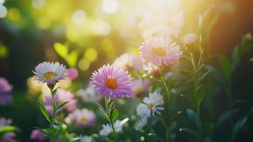 Aster Samen