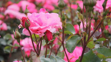 Wurzelnackte rosen