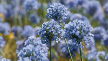 Blau allium
