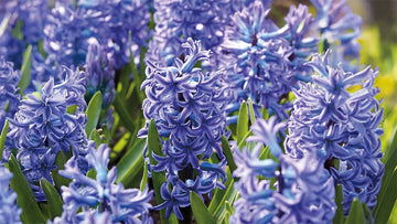 Blaue frühblüher
