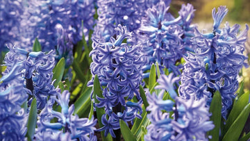 Blaue hyazinthen