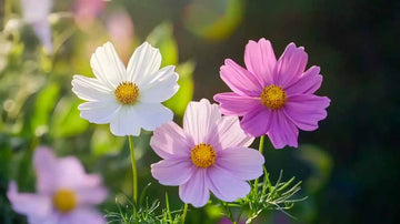 Cosmea Samen