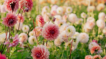 Dahlien
