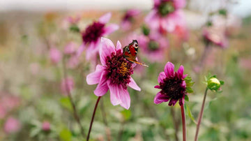 Anemonenblütige Dahlien