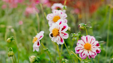 Halskraus Dahlien
