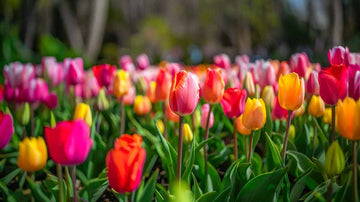 Einfache Tulpen