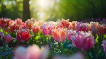 Gefranste Tulpen