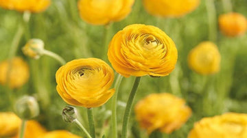 Gelbe ranunkeln