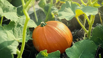 Hokkaido Kürbis Samen