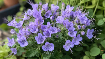 Phacelia Samen