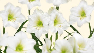 Weiße amaryllis