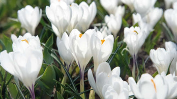 Krokus weiß