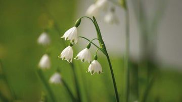 Knotenblumen