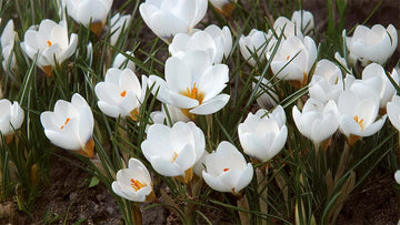 Weiße frühblüher