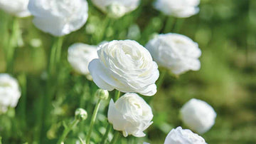 Weiße sommerblumen