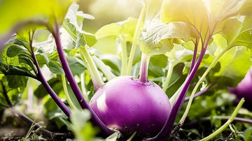 Kohlrabi Samen