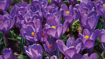 Krokusse