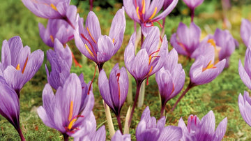 Safran krokus