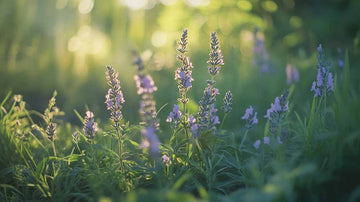 Lavendel Samen