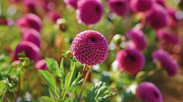 Dahlien lila