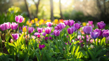 Lila Tulpen