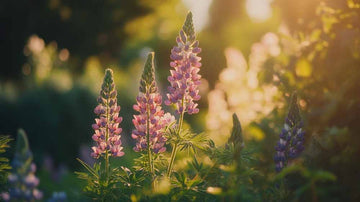Lupinensamen