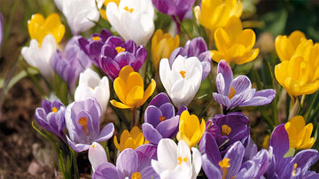 Krokus rosa