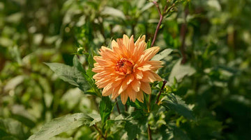 Dahlien orange