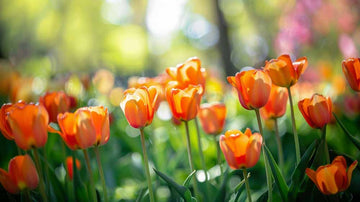 Orange Tulpen