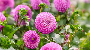 Dahlien rosa