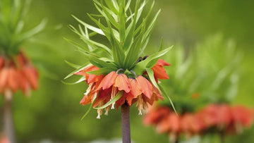 Kaiserkrone rot