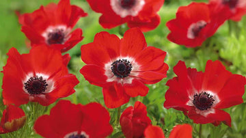 Rote anemone