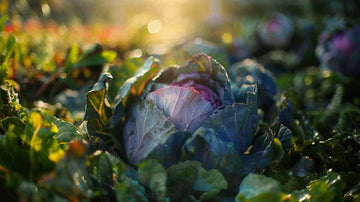 Rotkohl samen