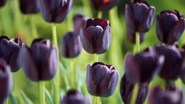 Späte tulpen