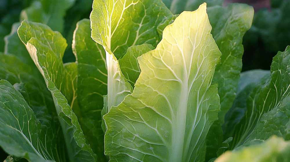Spitzkohl Samen