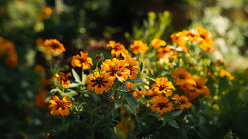 Tagetes samen