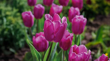 Frühe tulpen