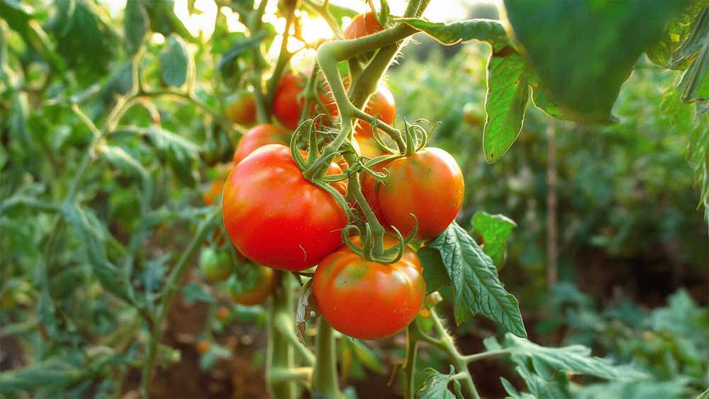 Tomatensamen