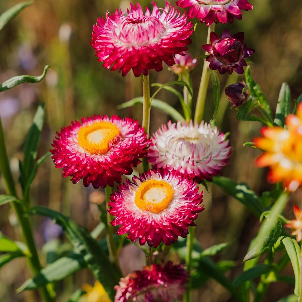 Strohblumen Samen 'Tall Straw Flower' | Blumensamen