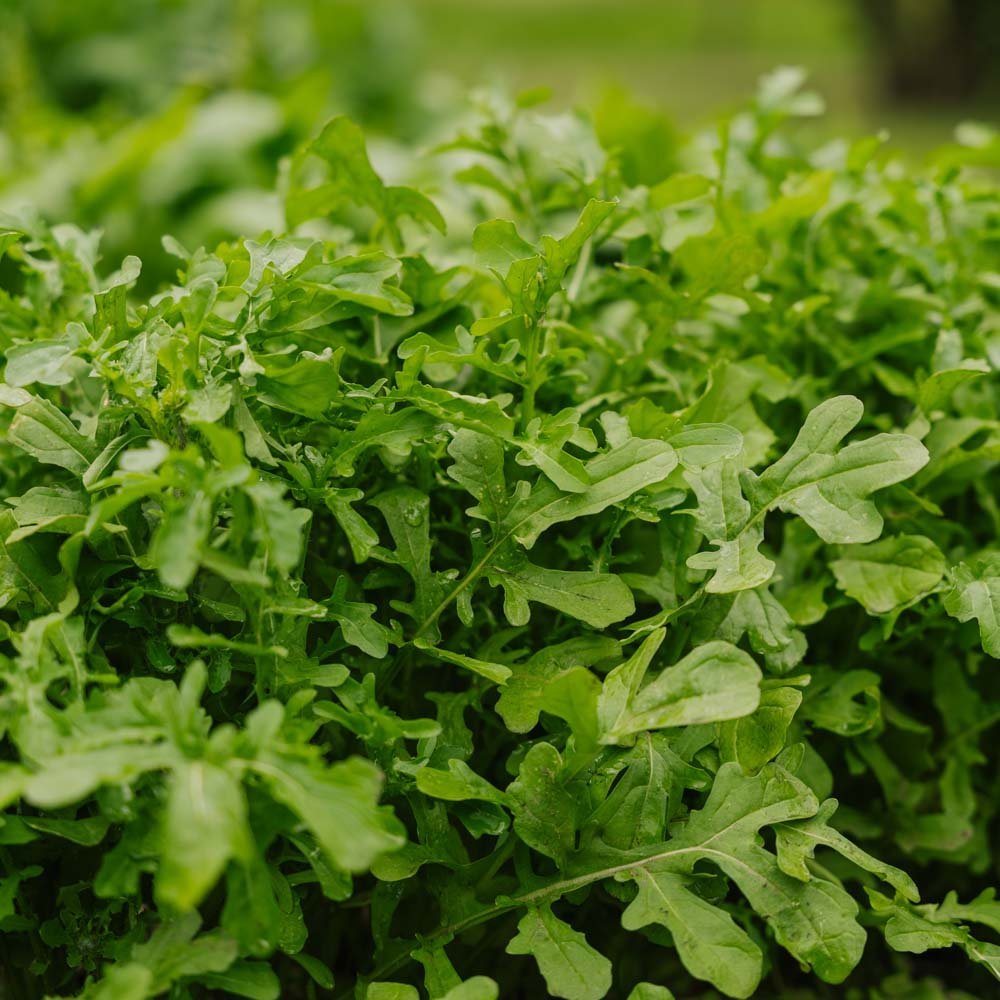 Rucola Samen 'Esmee' | Krautpflanze