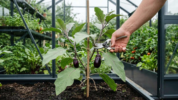 Aubergine ausgeizen - Blomea.at