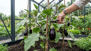 Aubergine ernten - Blomea.at