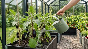 Aubergine gießen - Blomea.at