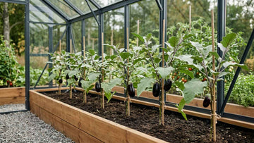 Aubergine pflanzabstand - Blomea.at