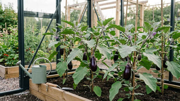 Aubergine pflanzen - Blomea.at