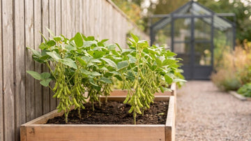 Edamame anbauen - Blomea.at