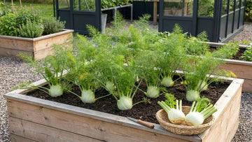 Fenchel ernten - Blomea.at