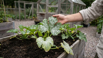 Mehltau zucchini - Blomea.at