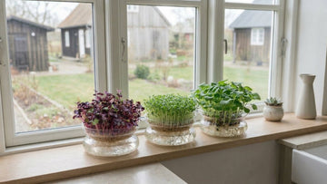 Microgreens anbauen - Blomea.at
