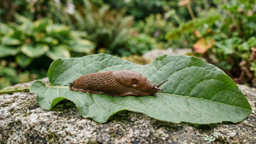 Pflanzen die schnecken nicht mögen - Blomea.at